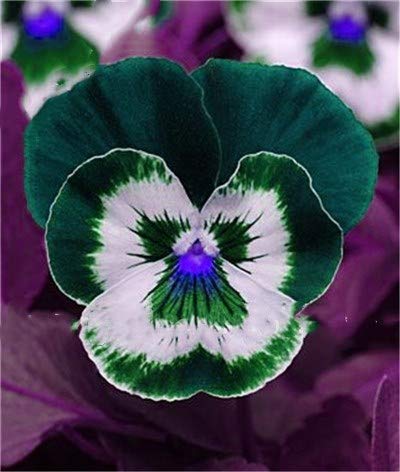 Green Pansy Flower Seeds for Planting – Heirloom, Non-GMO, High Germination Garden Favorite