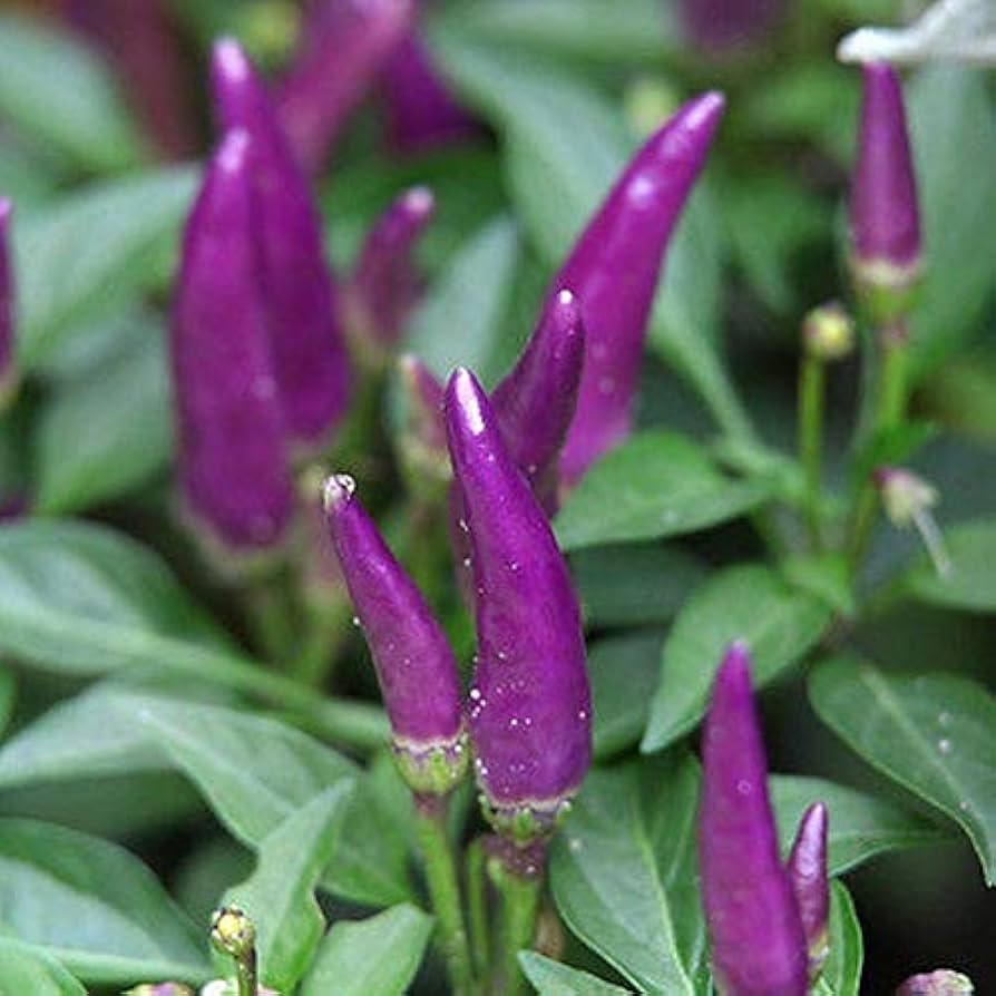 Buena Mulata Hot Pepper Seeds for Planting – Heirloom, Non-GMO, Purple Spicy Organic Garden Seeds – High Germination