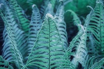 Flower Seeds, Seeds,Seeds For Planting,Plant Seeds