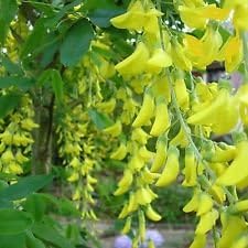 Yellow Anagyroides Flower Seeds for Planting – Vibrant Golden Blooms for Gardens & Landscapes