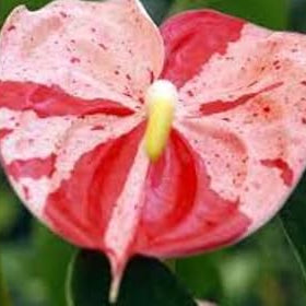 Flower Seeds, Seeds,Seeds For Planting,Plant Seeds