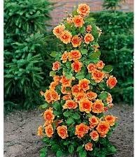 Flower Seeds, Seeds,Seeds For Planting,Plant Seeds