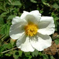 Creticus Flower Seeds for Planting – Heirloom, Non-GMO, High Germination Organic Garden Seeds