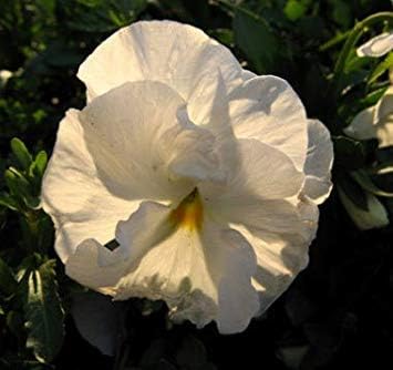 Flower Seeds, Seeds,Seeds For Planting,Plant Seeds