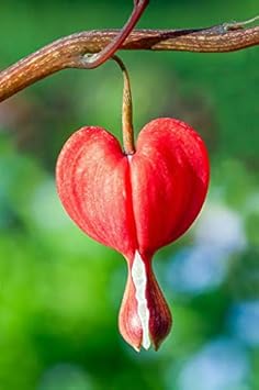 Flower Seeds, Seeds,Seeds For Planting,Plant Seeds