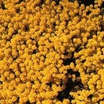 Flower Seeds, Seeds,Seeds For Planting,Plant Seeds