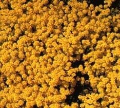 Flower Seeds, Seeds,Seeds For Planting,Plant Seeds