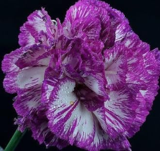 Flower Seeds, Seeds,Seeds For Planting,Plant Seeds