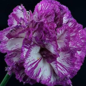 Flower Seeds, Seeds,Seeds For Planting,Plant Seeds