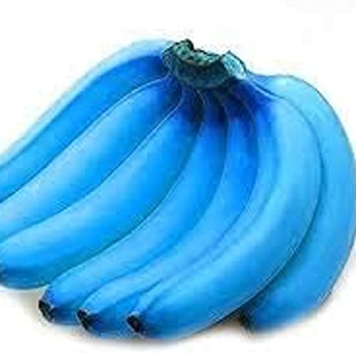 Blue Banana Fruit seeds – Heirloom, Non-GMO seeds for Planting Unusual Tropical Garden Delights