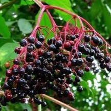 Fruit Seeds,Garden seeds, Seeds For Planting,Plant Seeds