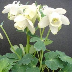 Flower Seeds, Seeds,Seeds For Planting,Plant Seeds