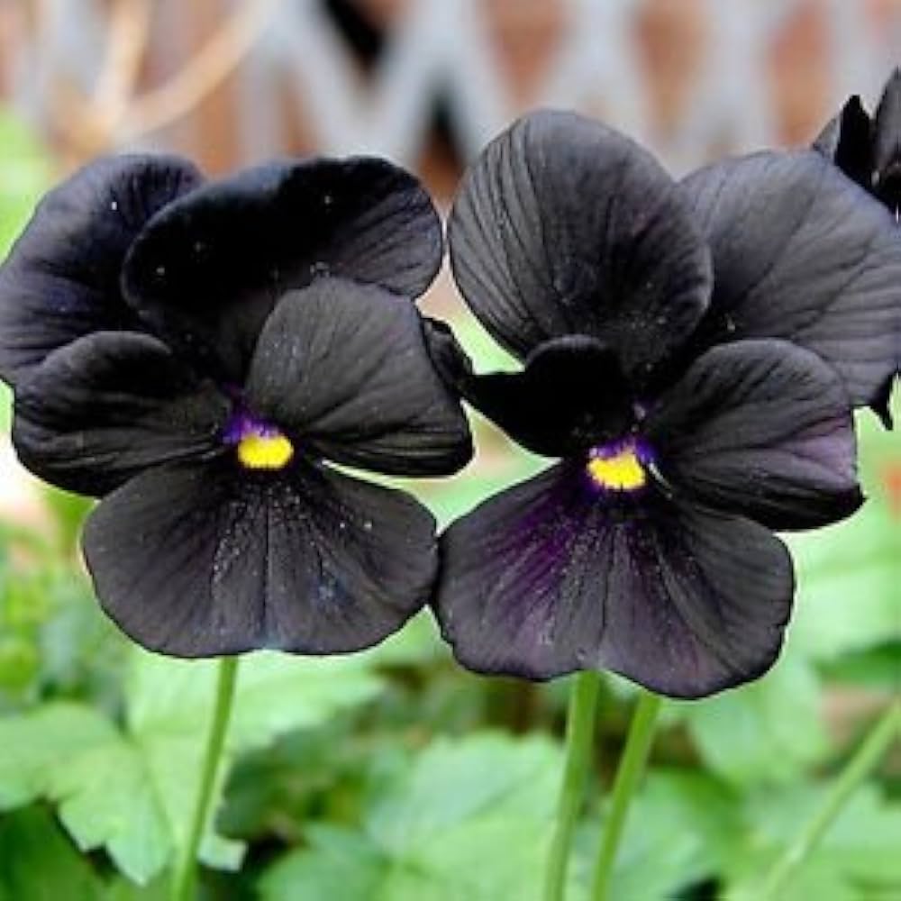 Pansy Flower Seeds for Planting – Heirloom, Non-GMO, High Germination Cut Flower Favorite