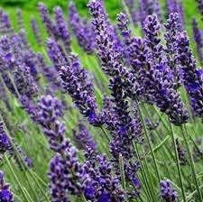 Flower Seeds, Seeds,Seeds For Planting,Plant Seeds