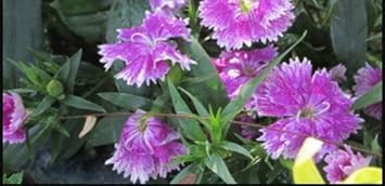 Flower Seeds, Seeds,Seeds For Planting,Plant Seeds