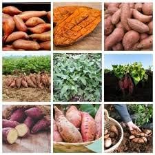 Vegetable Seeds,Garden seeds, Seeds For Planting,Plant Seeds