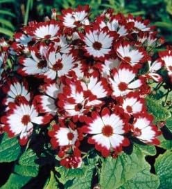 Flower Seeds, Seeds,Seeds For Planting,Plant Seeds