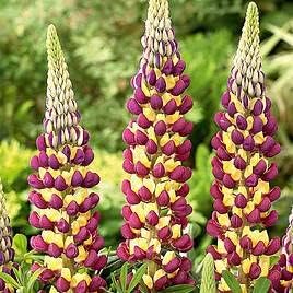 Flower Seeds, Seeds,Seeds For Planting,Plant Seeds
