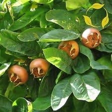 Fruit Seeds,Garden seeds, Seeds For Planting,Plant Seeds