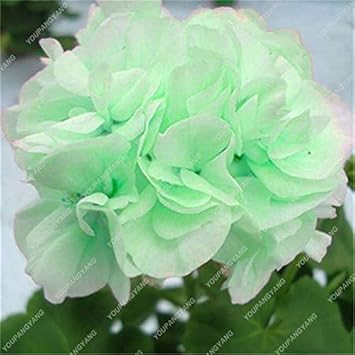 Flower Seeds, Seeds,Seeds For Planting,Plant Seeds