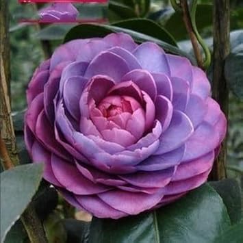 Flower Seeds, Seeds,Seeds For Planting,Plant Seeds