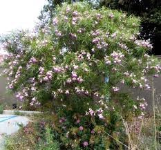 Chilopsis Flower Seeds for Planting - Heirloom, Non-GMO, High Germination Organic Garden Seeds