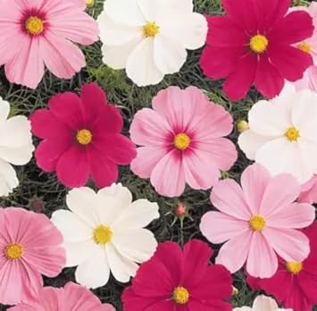 Mixed Cosmos Flower Seeds for Planting – Heirloom, Non-GMO, Shade Tolerant, Organic Garden Seeds