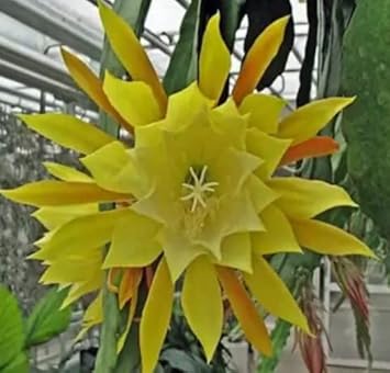 Flower Seeds, Seeds,Seeds For Planting,Plant Seeds