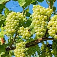 Fruit Seeds,Garden seeds, Seeds For Planting,Plant Seeds