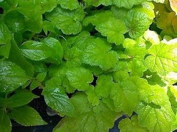 Flower Seeds, Seeds,Seeds For Planting,Plant Seeds