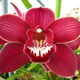 Flower Seeds, Seeds,Seeds For Planting,Plant Seeds