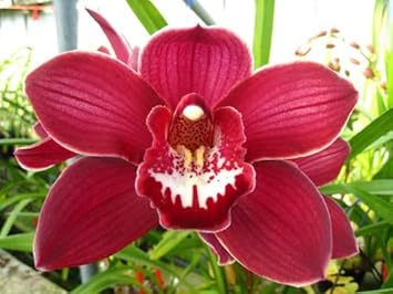 Flower Seeds, Seeds,Seeds For Planting,Plant Seeds