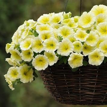 Flower Seeds, Seeds,Seeds For Planting,Plant Seeds