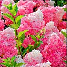 Flower Seeds, Seeds,Seeds For Planting,Plant Seeds