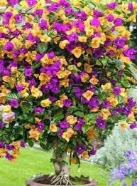 Flower Seeds, Seeds,Seeds For Planting,Plant Seeds