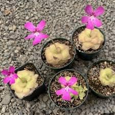 Flower Seeds, Seeds,Seeds For Planting,Plant Seeds