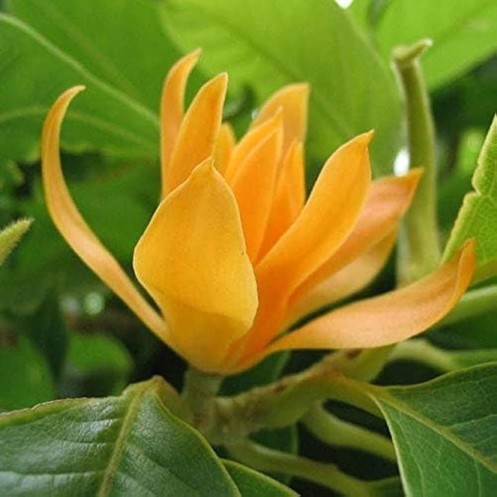 Yellow Fragrant Flower Seeds for Planting – Heirloom Non-GMO, High Germination Organic Garden Seeds