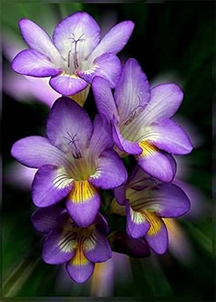 Violet Yellow Freesia Flower Seeds for Planting – Heirloom, Non-GMO, High Germination Cottage Garden Seeds