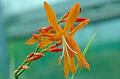 Orange Crocosmia Flower Seeds for Planting – Heirloom, Non-GMO, High Germination Garden Seeds