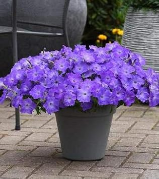 Flower Seeds, Seeds,Seeds For Planting,Plant Seeds