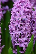 Violet Hyacinth Flower Seeds for Planting – Heirloom, Non-GMO, High Germination Organic Garden Seeds