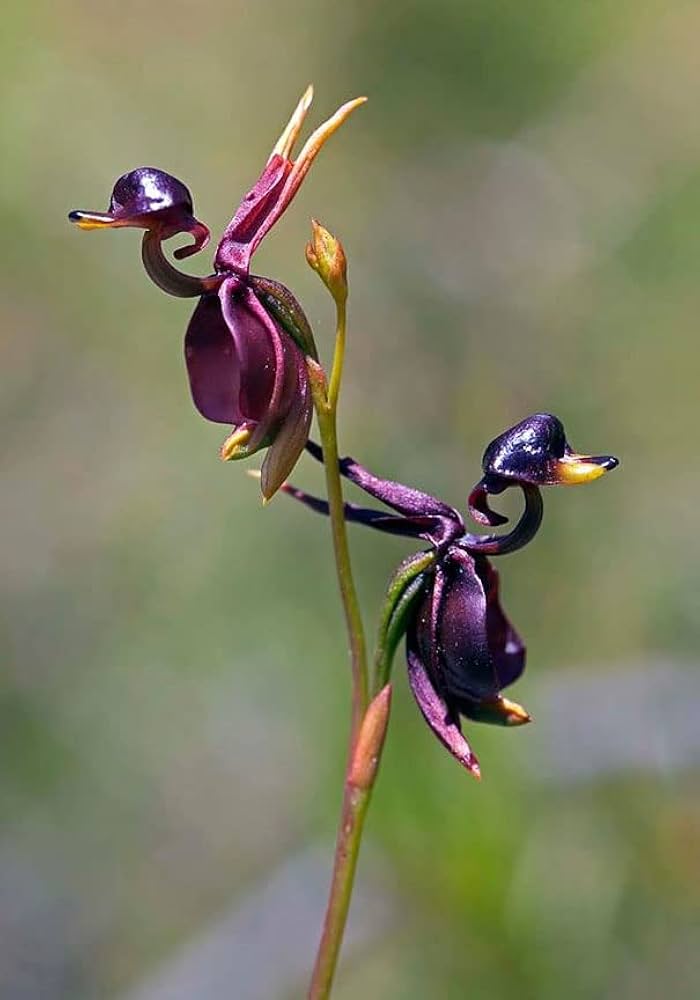 Flying Duck Orchid Purple Flower Seeds for Planting – Heirloom, Non-GMO, High Germination Organic Garden Seeds