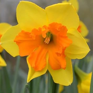 Flower Seeds, Seeds,Seeds For Planting,Plant Seeds