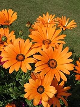 Flower Seeds, Seeds,Seeds For Planting,Plant Seeds