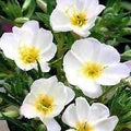 White Primrose Flower Seeds for Planting – Heirloom, Non-GMO, High Germination Organic Garden Seeds