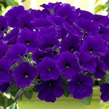 Flower Seeds, Seeds,Seeds For Planting,Plant Seeds