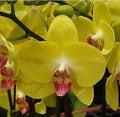 Yellow Butterfly Orchid Flower Seeds for Planting – Heirloom, Non-GMO, High Germination Organic Garden Seeds