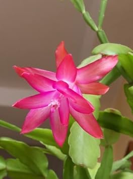 Flower Seeds, Seeds,Seeds For Planting,Plant Seeds