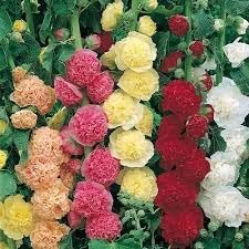 Flower Seeds, Seeds,Seeds For Planting,Plant Seeds