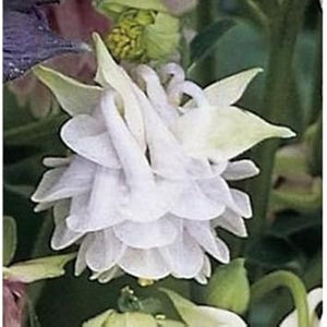 Flower Seeds, Seeds,Seeds For Planting,Plant Seeds